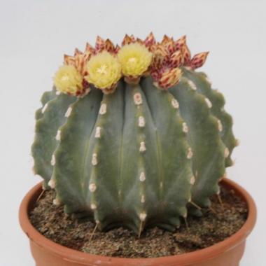 Ferocactus glaucenscens inermis